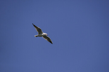 Vega Gull flying on the blue sky. Wild seabird in natural environment