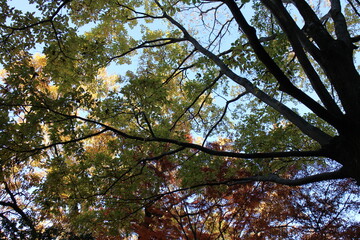 Obraz premium 秋の風景 紅葉の木