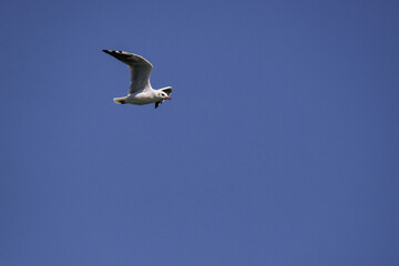 Vega Gull flying on the blue sky. Wild seabird in natural environment