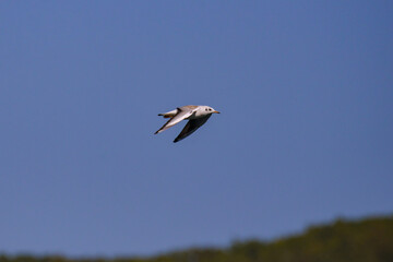 Vega Gull flying on the blue sky. Wild seabird in natural environment