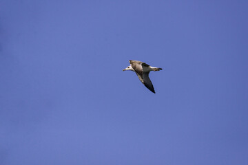 Obraz premium Vega Gull flying on the blue sky. Wild seabird in natural environment