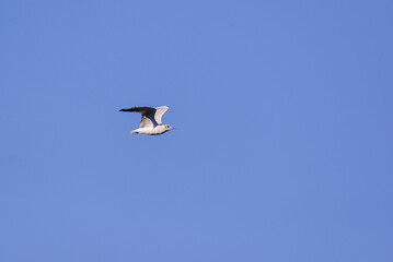Vega Gull flying on the blue sky. Wild seabird in natural environment