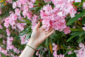 female hand touching soft pink flowers of blooming tree common oleander spring blossoming botanical garden Nerium oleander