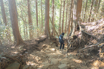 Trekking path of Kintoki mountain in Hakone, Kanagawa,Japan. Trekking and hiking concept.