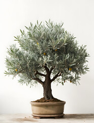 Front view of watercolor olive tree on white background