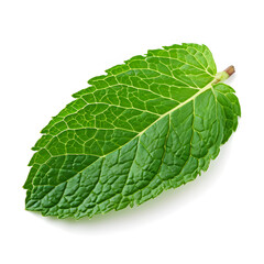 Green mint leaf isolated on white background