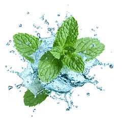 Green mint leaf with water splash isolated on white background