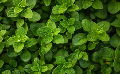 Fototapeta na wymiar Herbal Mosaic: Intricate Arrangement of Green Herbs