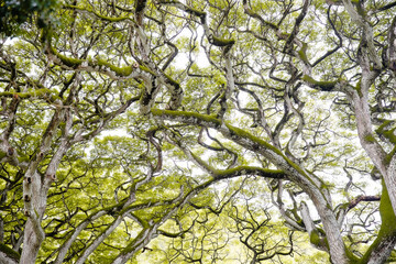 Treetop canopy  in Hawaii