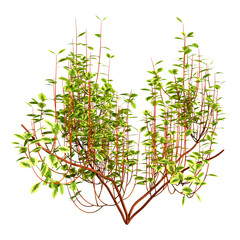 3D Rendering Cornus Bush on White