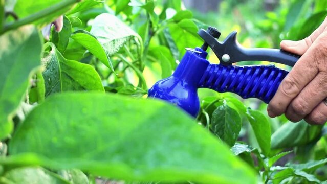 Female hand holding water hose and watering plants in vegetables garden. Gardener with sprinkler at evening sunset. Organic farming and spring season gardening concept.