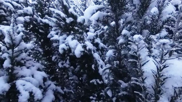 zauberhaft verschneite Tannen, Schnee, Winterzauber, Tannen, K&auml;lte, Natur, Idylle, Wald, Frost, Winterwunderland, Nahaufnahme