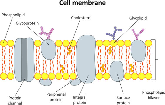 The structure of the cell membrane. Diagram.