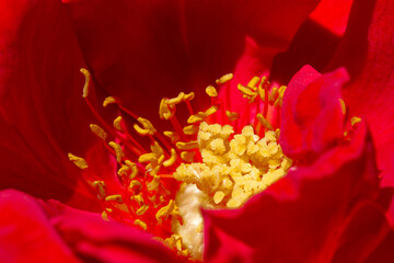 Primer plano de pistilos de una rosa roja. Vista de frente y de cerca. Macro