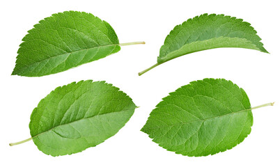Apple leaf isolated on white background
