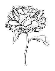 hand drawing of a peony flower vector illustration