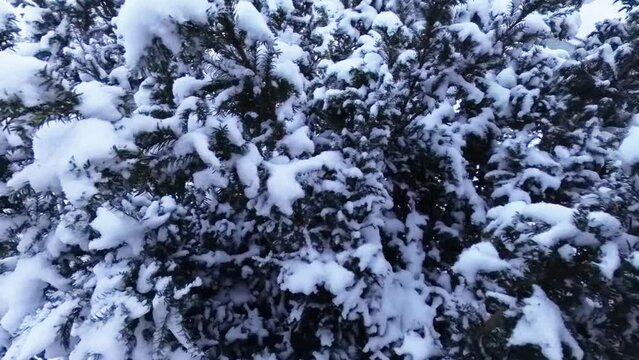 zauberhaft verschneite Tannen, Schnee, Winterzauber, Tannen, K&auml;lte, Natur, Idylle, Wald, Frost, Winterwunderland, Nahaufnahme