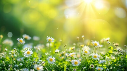 spring natural nackground with flowers, sun burnst and copy space