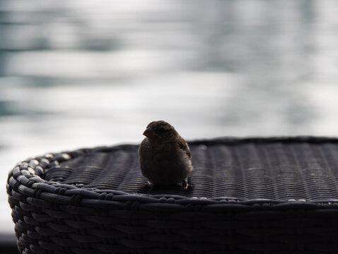 Passerotti di Mauritius