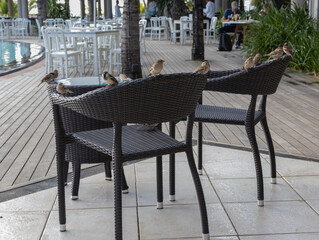 Passerotti di Mauritius