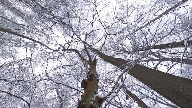 zauberhaft verschneite Winterlandschaft, Winterzauber, Tannen, Schnee, K&auml;lte, Natur, Idylle, Wald, Frost, Winterwunderland
