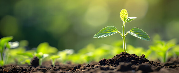 Small green seedlings grow from the ground. The concept of growth, greening, ecological balance, go green, environment.