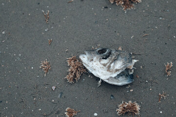 Cut off fish head on grey beach. Dead fish washed onto the shore. 