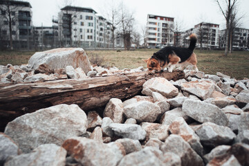 A corgi dog walking on a log and sniffing curiously. Scene in an urban living area with a park.