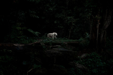 White Tiger Emerges From Foliage 