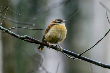 Carolina Wren perched on a limb