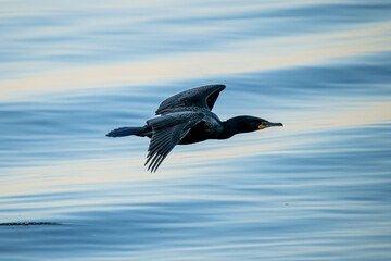 Fototapeta na wymiar cormorant in flight