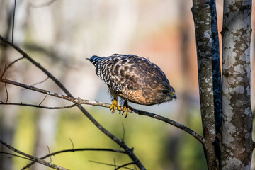 Red Shouldered Hawk Preparing to Launch