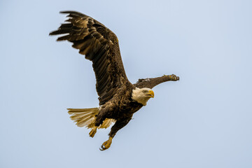 American bald eagle in flight