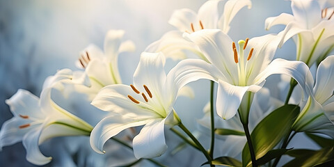 Fototapeta na wymiar white lilies on a bright sunny day, gentleness, purity and virtue.