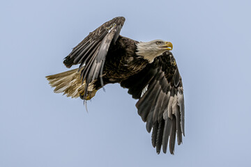 American bald eagle in flight