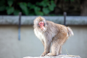 Japanese Macaque (Macaca fuscata) in Tokyo