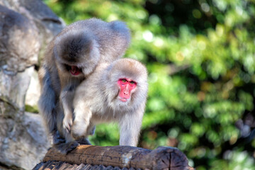 Japanese Macaque (Macaca fuscata) in Tokyo