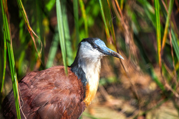 African Jacana (Actophilornis africanus) in Zimbabwe