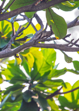 Brown-throated Sunbird (Anthreptes malacensis) in Myanmar