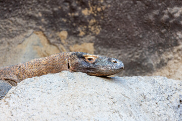 Komodo Dragon (Varanus komodoensis) on Komodo Island