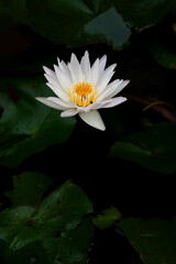 close up white lotus flower blooming on background.
