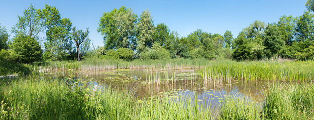 Pond with water lilies on the Benediktbeuern moor nature trail
