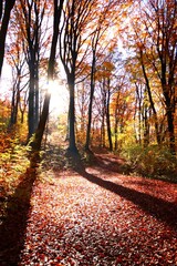 autumn in the forest