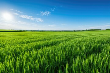 Fototapeta premium green wheat field