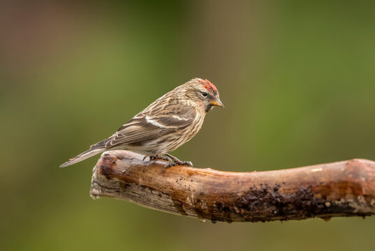 Red poll, Carduelis flammea, perched on a branch