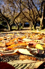 Obraz premium autumn leaves in the park