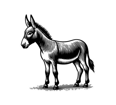 donkey Hand drawn illustration vector graphic asset