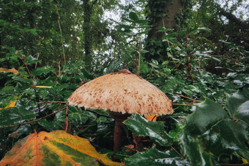 Mushroom in the Forest - Close-up - Autumn - Background - Green - Nature - Wood - Moss - Organic - Fungi - Mood - Growing - Season