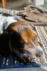 Peaceful Beagle Puppy Resting on Woven Rug in Sunlight