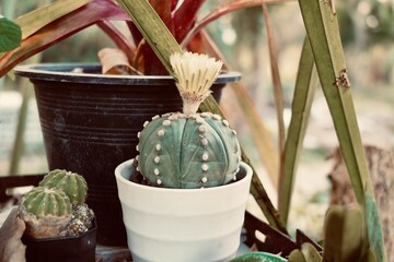 Cactus pot and plant gardent zone at house.